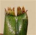  Ligule
